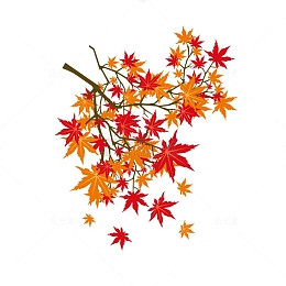枫叶飘零