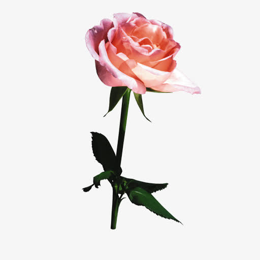 关键词 : 玫瑰,花朵,粉色[声明] 觅元素所有素材为用户免费分享产生