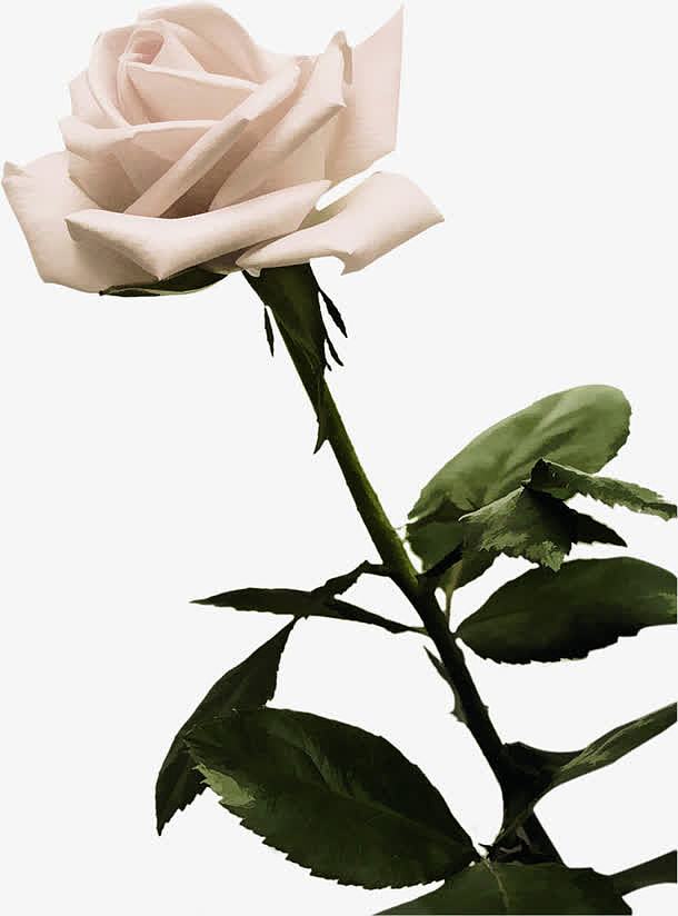 粉色可爱玫瑰盛开