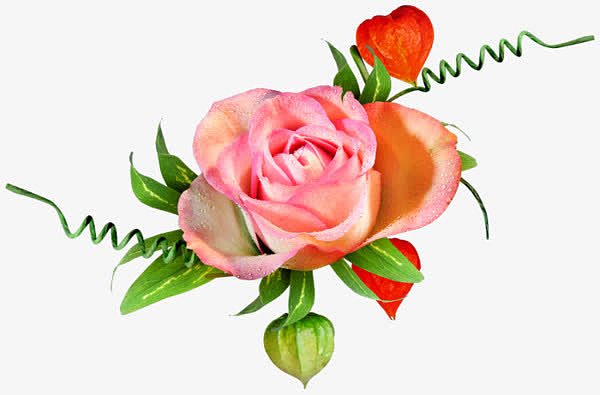 粉色玫瑰和红色爱心