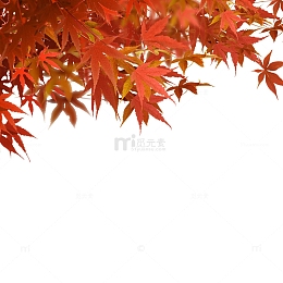红色枫叶免抠素材