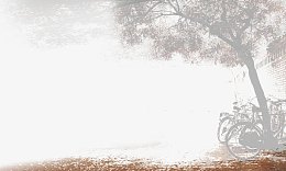 树下的自行车