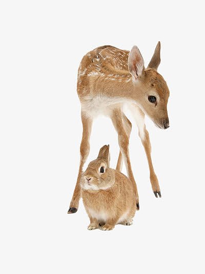 梅花鹿和小兔子