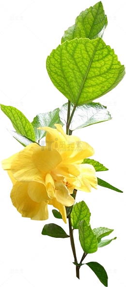 鲜花边框素材鲜花  精美清新树