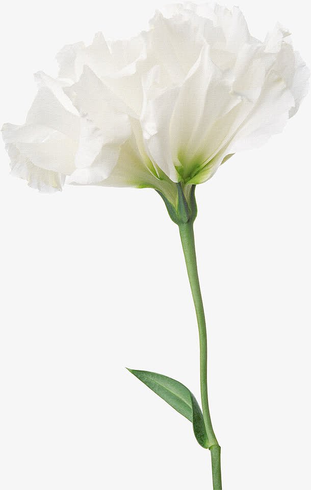 鲜花元素唯美花卉图片  白色花束