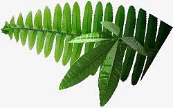 银蕨小草