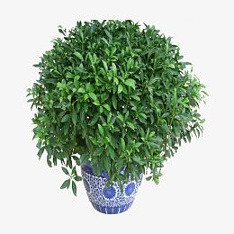 绿色植物