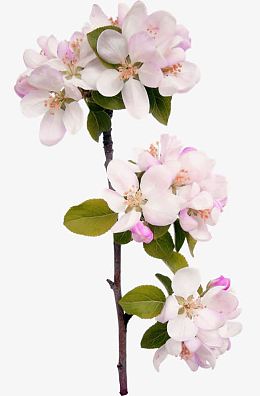 一支桃花