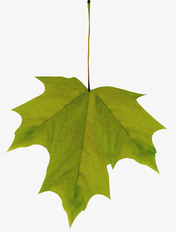 一片小叶子免抠素材免费下载_觅元素51yuansu.com