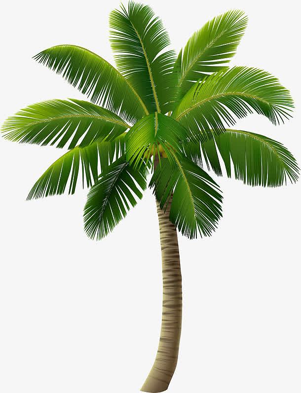 绿色海岛椰树