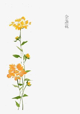 手绘金盏花