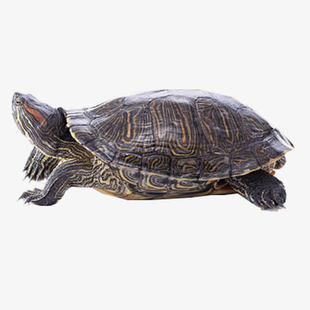 乌龟免抠素材免费下载_觅元素51yuansu.com