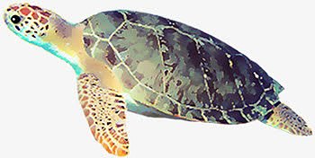 海龟免抠素材