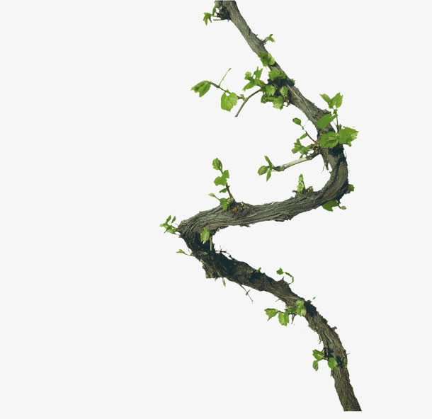 藤蔓素材免费下载_觅元素