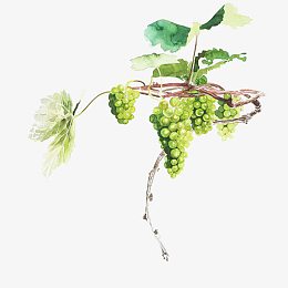 葡萄藤彩绘免抠素材