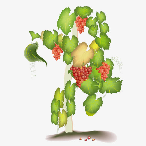 矢量图成熟葡萄藤