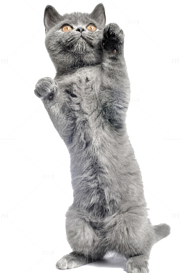 猫咪