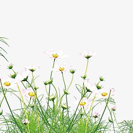 小白菊野草植物png素材