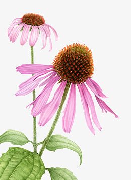 手绘松果菊