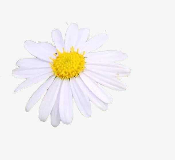 洁白的菊花