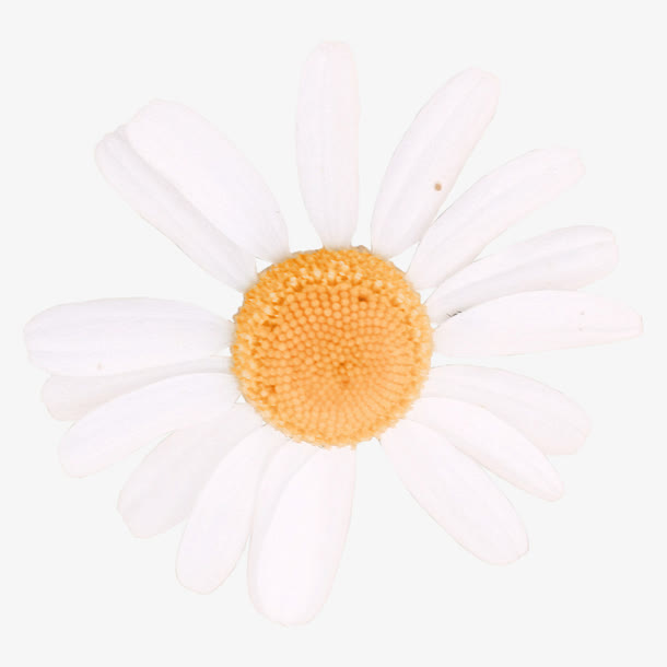 白色雏菊元素