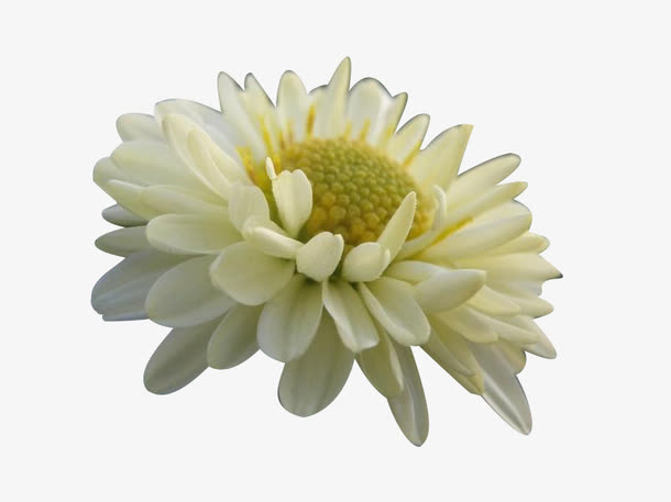 一朵杭白菊图片素材