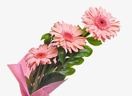 一束菊花