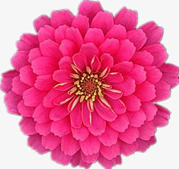 开放的百日菊