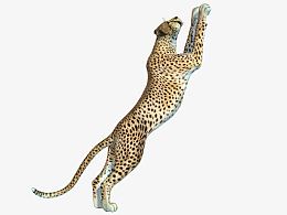飞扑的猎豹免抠
