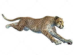 奔跑中的猎豹免抠素材