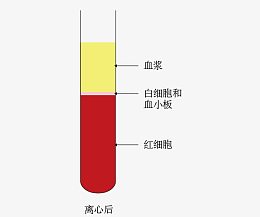 血液组成示意图