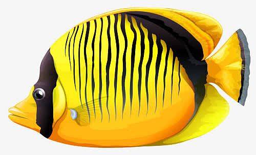 黄色斑马鱼免抠素材