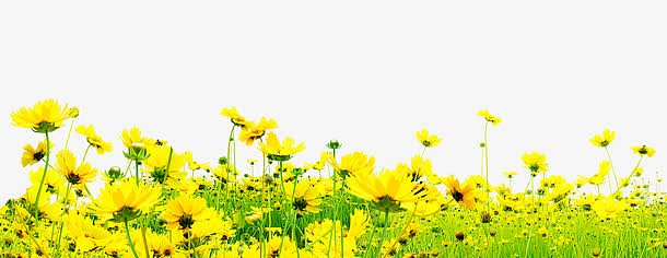 满山遍地的小黄花