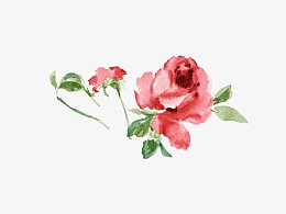 唯美插画玫瑰花