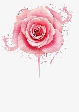 粉色玫瑰花