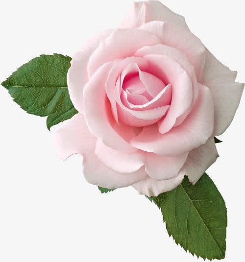 粉色玫瑰花绿叶装饰图案