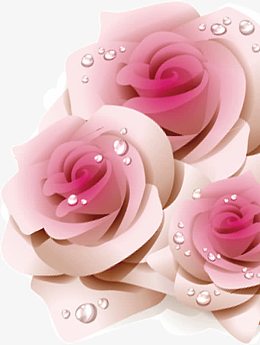 带露水的玫瑰花