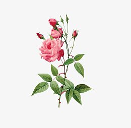 水粉花卉
