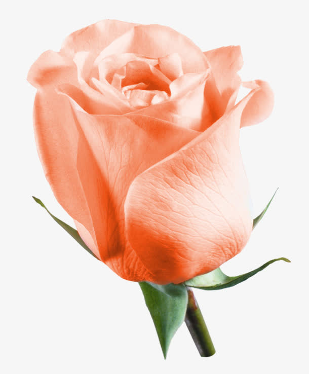 一枝肉粉色玫瑰花