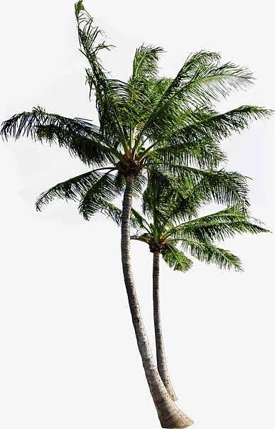 创意合成摄影绿色的椰子树度假区