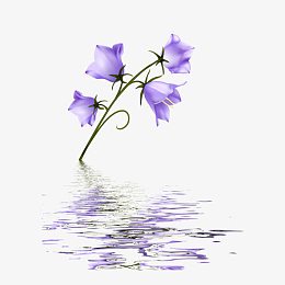 紫色风铃花
