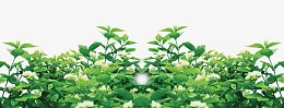 杨梅植物