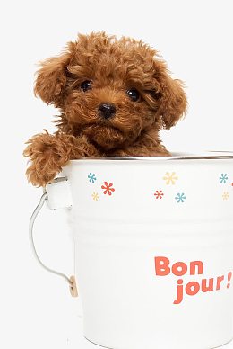 小小茶杯犬