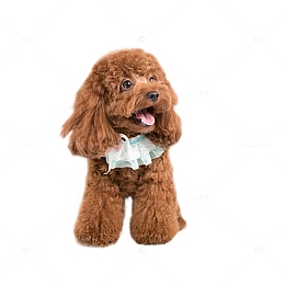 可爱的泰迪狗狗