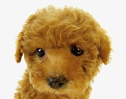 可怜的泰迪幼犬