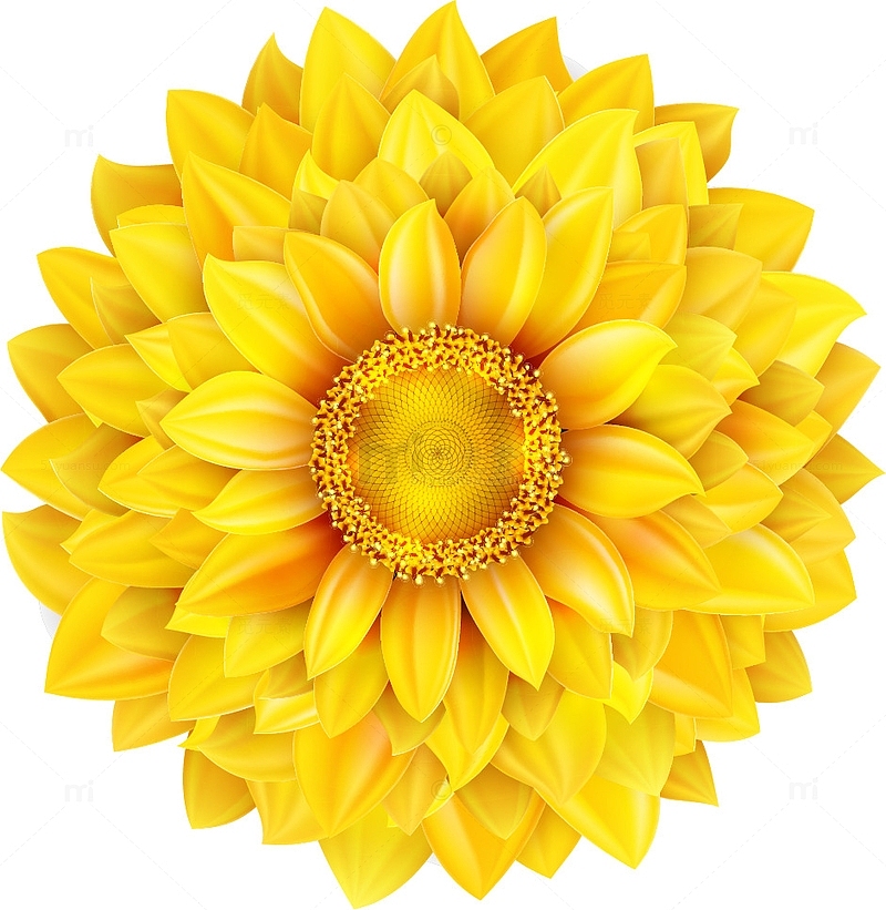 矢量高清黄色向日葵花