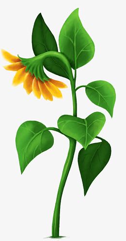 手绘葵花