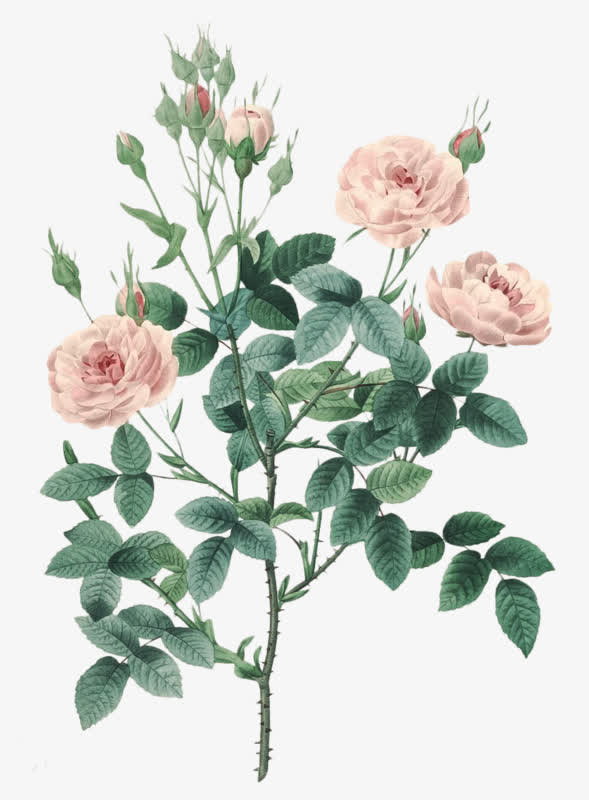 对象暂无授权使用范围仅供学习交流使用png手绘水彩复古蔷薇花标签