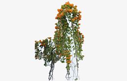藤本植物