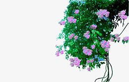 藤本植物